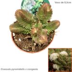 Crassula pyramidalis x congesta