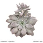 Echeveria carnicolor