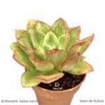 Echeveria 'salsa verde'