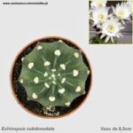 Echinopsis subdenudata