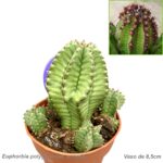 Euphorbia polygona var. anoplia