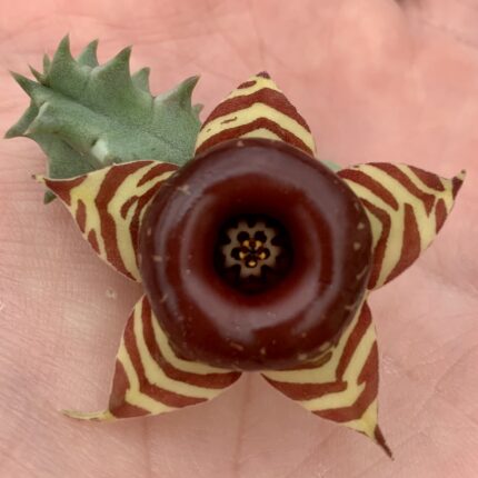 Huernia