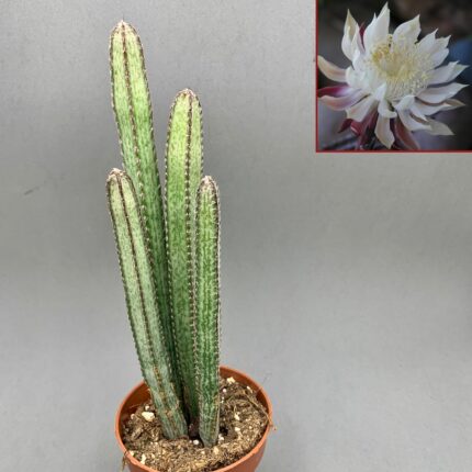 Peniocereus