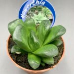 Haworthia truncata