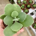Kalanchoe millotii