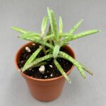 Kalanchoe tubiflora