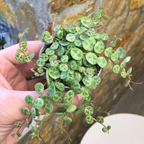 Peperomia