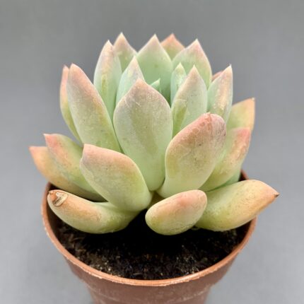 Pachyveria