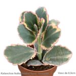 Kalanchoe fedtschenkoi form. variegata
