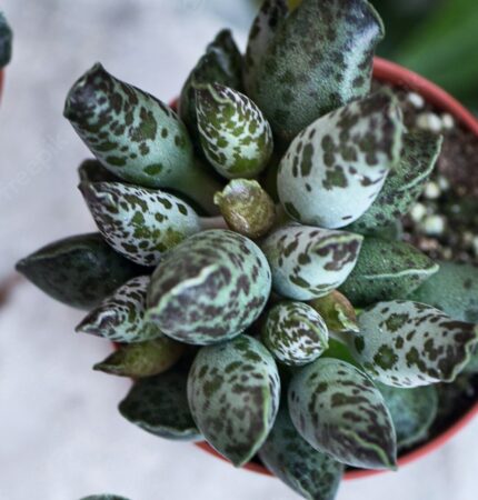 Adromischus