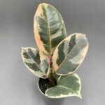 Ficus elastica 'Tineke'