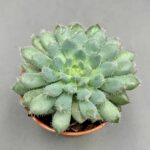 Echeveria setosa x rundelli