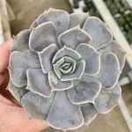 Echeveria pollux
