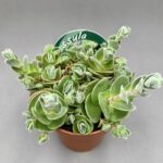 Crassula tomentosa var. glabrifolia