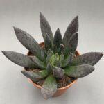 Echeveria black prince