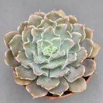 Echeveria shaviana