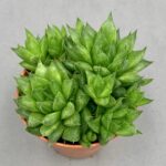 Haworthia reticulata