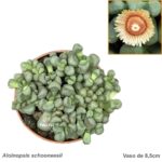Aloinopsis schoonesii