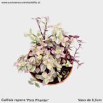 Callisia-repens ‘Pink-Panther’