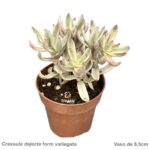 Crassula dejecta form. variegata