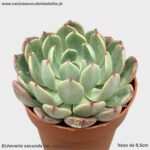 Echeveria secunda var. reglensis