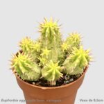 Euphorbia aggregata form. variegata