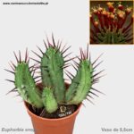 Euphorbia enopla