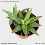 Haworthia attenuata enon