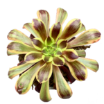 Aeonium superbang