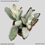 Kalanchoe tomentosa