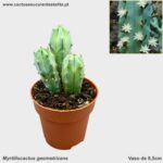 Myrtillocactus geometrizans