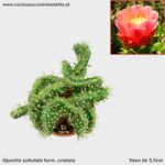 Opuntia subulata form. cristata