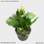 Schlumbergera truncatus 'Flor Branca'