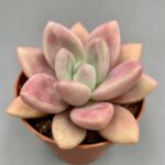 Graptoveria 'Ruby Donna'
