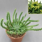 Euphorbia flanaganii