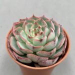 Echeveria 'Sierra'
