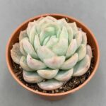 Echeveria elegans