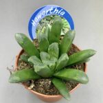 Haworthia truncata ‘Harry Johnson’