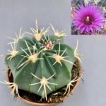 Ferocactus latispinus