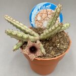 Huernia volkartii var. repens