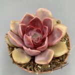 Echeveria 'Mina'