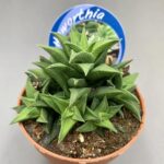 Haworthia tortuosa