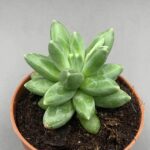 Pachyphytum compactum 'Green'