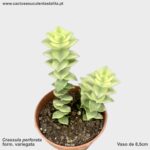 Crassula perforata form. variegata