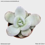 Echeveria lauii