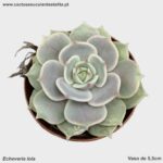 Echeveria lola