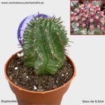 Euphorbia horrida