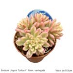 Sedum ‘Joyce Tulloch’ form. variegata