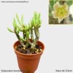 Tylecodon bucholzianus