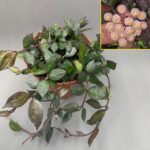 Hoya krohniana 'Black Leaves'